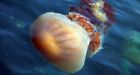Jellyfish swarm northward in warming world
