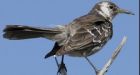 DNA clue to save rare Darwin bird