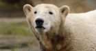 Animal rights group wants Knut castrated