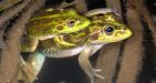 'Extinct' frog species discovered