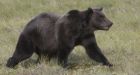 Alberta says grizzly bear population dwindling