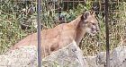 Cougar scares parents, kills goats in B.C.