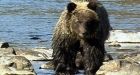 Grizzly bear sightings in Canmore abate