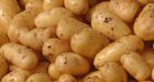 Researchers develop protein-packed potato