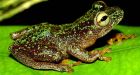 3 'extinct' amphibians rediscovered