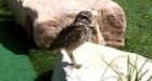 Owl who nearly went to sea on cruise ship golf course