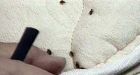 Bedbug experts gather in Chicago for summit