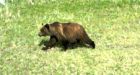 Saving grizzlies aim of Ottawa, CP project