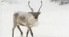 Bathurst caribou plan to help preserve herd