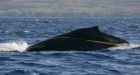 Record humpback whales found dead on Brazil coast