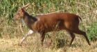 Deer knocks over cross country runner