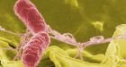 Salmonella alert for Little Bear brand greens