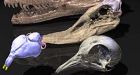 Birds' sense of smell improved from dinosaurs'