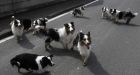 Japanese risk radiation to rescue stranded dogs