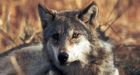 Great Lakes wolves may lose endangered status