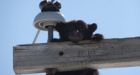 Bear cubs found on top of power pole