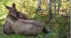 Stubborn moose run out of town