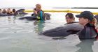 Rescuers tend to whales stranded off Florida Keys