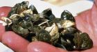 Zebra mussels found in West Quebec lake