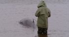 Minke whale rescued from N.S. river