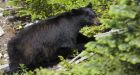 Lone black bears pose deadlier risk: study