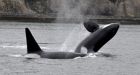 Killer whales make surprise appearance in Vancouver