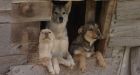 SPCA seizes huskies from empty farm