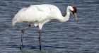 Whooping cranes spread outside park