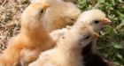 B.C. dog adopts flock of chicks