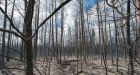 Strong winds drive Alberta wildfires