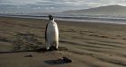 Wrong-way penguin lands on N.Z. beach