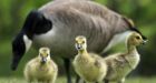 Canada Geese not welcome to N.B. town