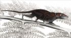 Fossil redefines mammal history