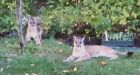 Three cougars killed in Squamish