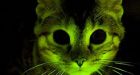 Glowing cats new tool in AIDS research