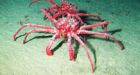 King Crabs in The Arctic