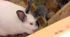 Rabbit nurses orphaned kittens