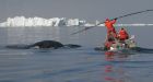 Whales take Northwest Passage as Arctic sea-ice melts