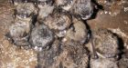 Up to 6.7 million bats dead of fungus