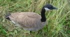 B.C. woman fights to get back tame Canada Goose