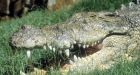 Indonesian girl swallowed by crocodile as dad looks on