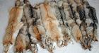 Record fox fur prices prompt N.W.T. trapping hopes