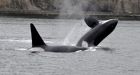 Plan to satellite tag at-risk whale species approved