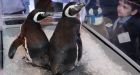 Penguins march down the aisle for passengers mid-flight