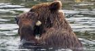 Brown bear exfoliates using rock as a tool