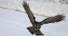 Great grey owl adopts Alberta family