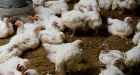 New bird flu vaccine preparations begin