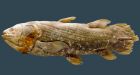 Scientists decode DNA of 'living fossil' fish