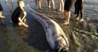 Discovery of second oarfish carcass in California highly unusual', say biologists