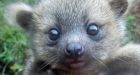 Baby Olinguito Found in Colombia